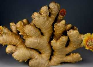 Ilustrasi jahe. (Joris Neyt via Pexels)